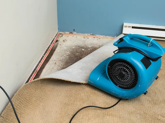Blue air mover beside lifted carpet in an affected room